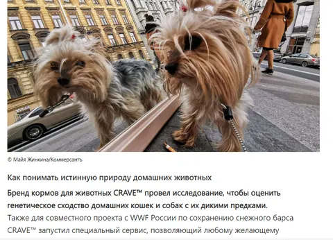 MSN о проекте CRAVE